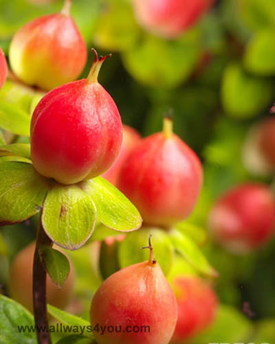 Hypericum Salmon Classic Flowers